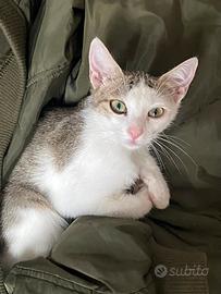 Miyu - Gattina 5 mesi