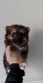 Volpino spitz pomerania cucciolo