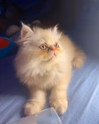 Gattini persiani normotipo ed ipertipico