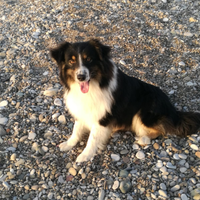 Pastore australiano per monta