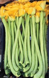 Piantine di zucca trombetta d’Albenga