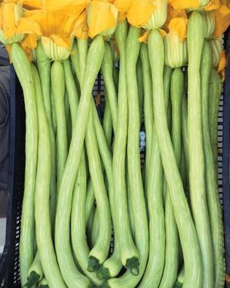 Piantine di zucca trombetta d’Albenga