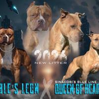 Cuccioli american pitbull terrier