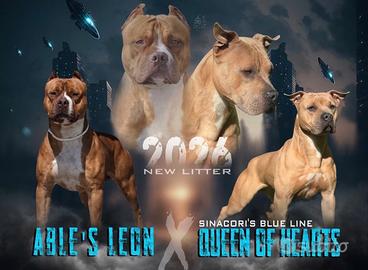 Cuccioli american pitbull terrier