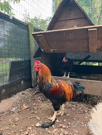 Gallo incrocio araucana