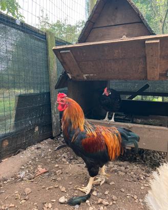 Gallo incrocio araucana