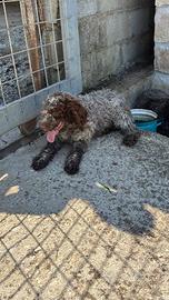 Lagotto romagnolo