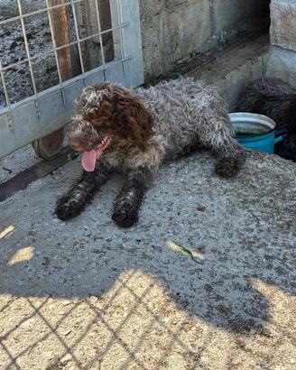 Lagotto romagnolo
