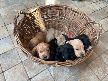 Cucciolo Cocker Spaniel