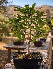 Bonsai Magnolia Stellata Esemplare Unico 46 cm