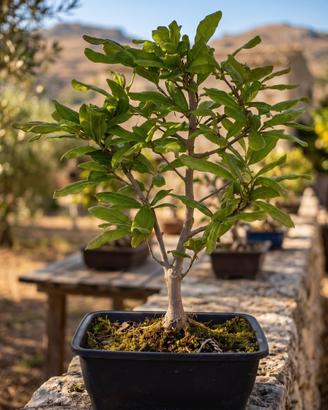 Bonsai Magnolia Stellata Esemplare Unico 46 cm