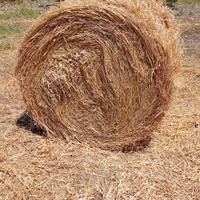 Fieno primo taglio avena sulla trifoglio