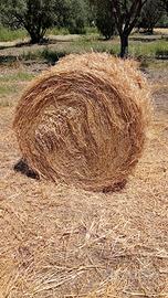 Fieno primo taglio avena sulla trifoglio