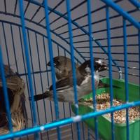 Coppia passeri del Giappone