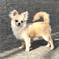 Chihuahua a pelo lungo e a pelo corto