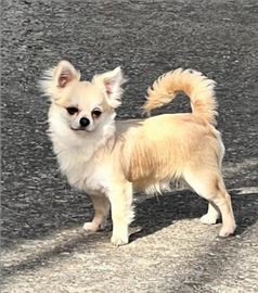 Chihuahua a pelo lungo e a pelo corto