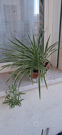 Pianta falangio nastrino o ragno