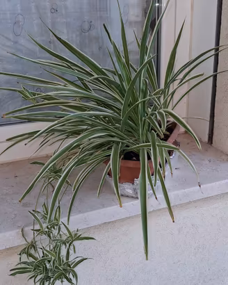 Pianta falangio nastrino o ragno