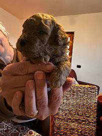 Barboncini toy mini toy