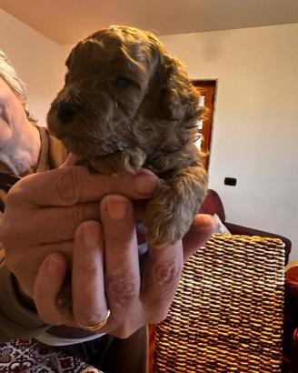 Barboncini toy mini toy