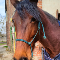 Adozione responsabile cavalla 2016