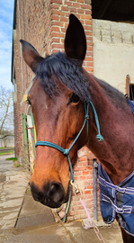 Adozione responsabile cavalla 2016