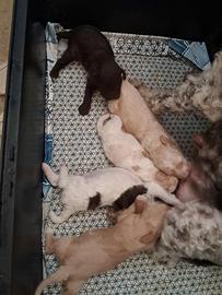 Cuccioli di lagotto romagnolo con pedigree