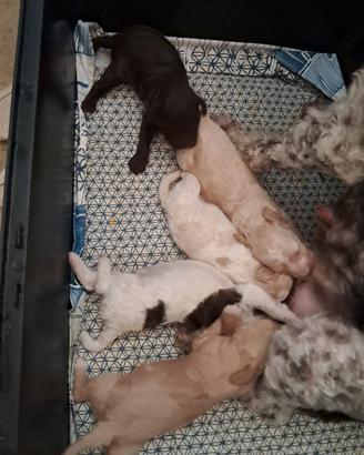 Cuccioli di lagotto romagnolo con pedigree