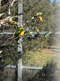 Ottimi giovani inseparabili