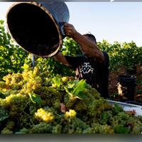 Lavoro vendemmia campagna