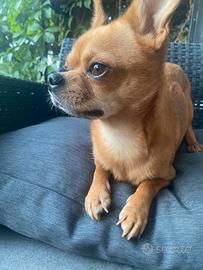 Chihuahua