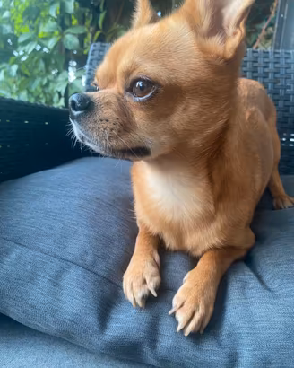 Chihuahua