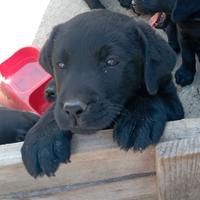 Cucciola di Labrador Retriever nera