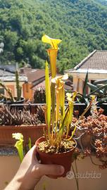 Sarracenia flava var. rubricorpora
