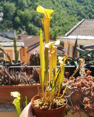 Sarracenia flava var. rubricorpora