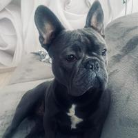 Bulldog francese per monta