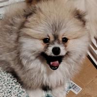 Spitz tedesco nano Pomeriana