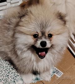 Spitz tedesco nano Pomeriana
