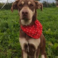 Femmina cucciola dolcissima