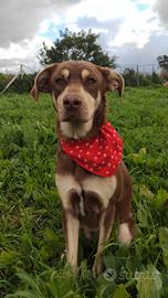 Femmina cucciola dolcissima