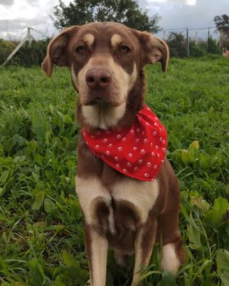 Femmina cucciola dolcissima