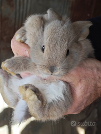 Conigli nani ariete