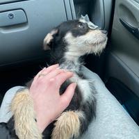 Cuccioli incrocio pincher