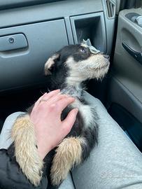 Cuccioli incrocio pincher