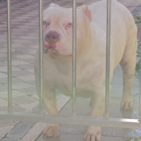 American Bully pocket