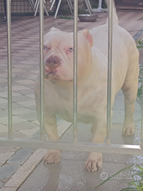 American Bully pocket