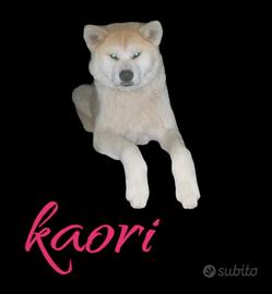 Akita inu cucciolo