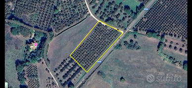 Noccioleto in produzione