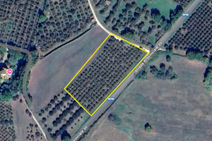 Noccioleto in produzione