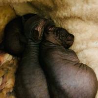 Sphink disponibili marzo